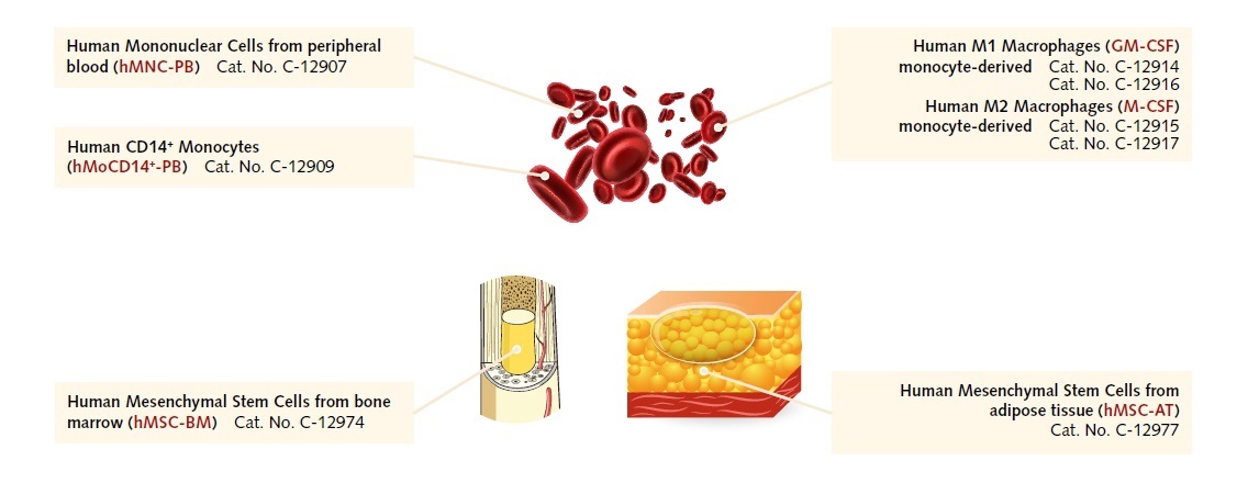 ヒト幹細胞と血球細胞
